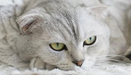 s15投注-豪门主帅呼吁施行换5人规则 英超联赛说不